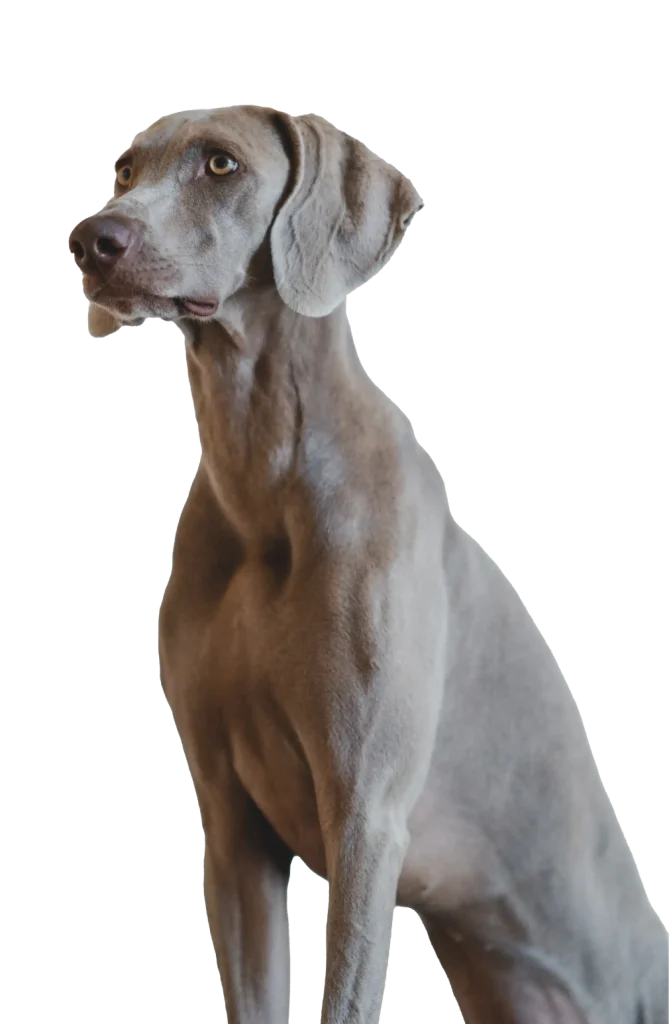 Perro observando atentamente en una imagen relacionada con comportamiento canino y bienestar animal