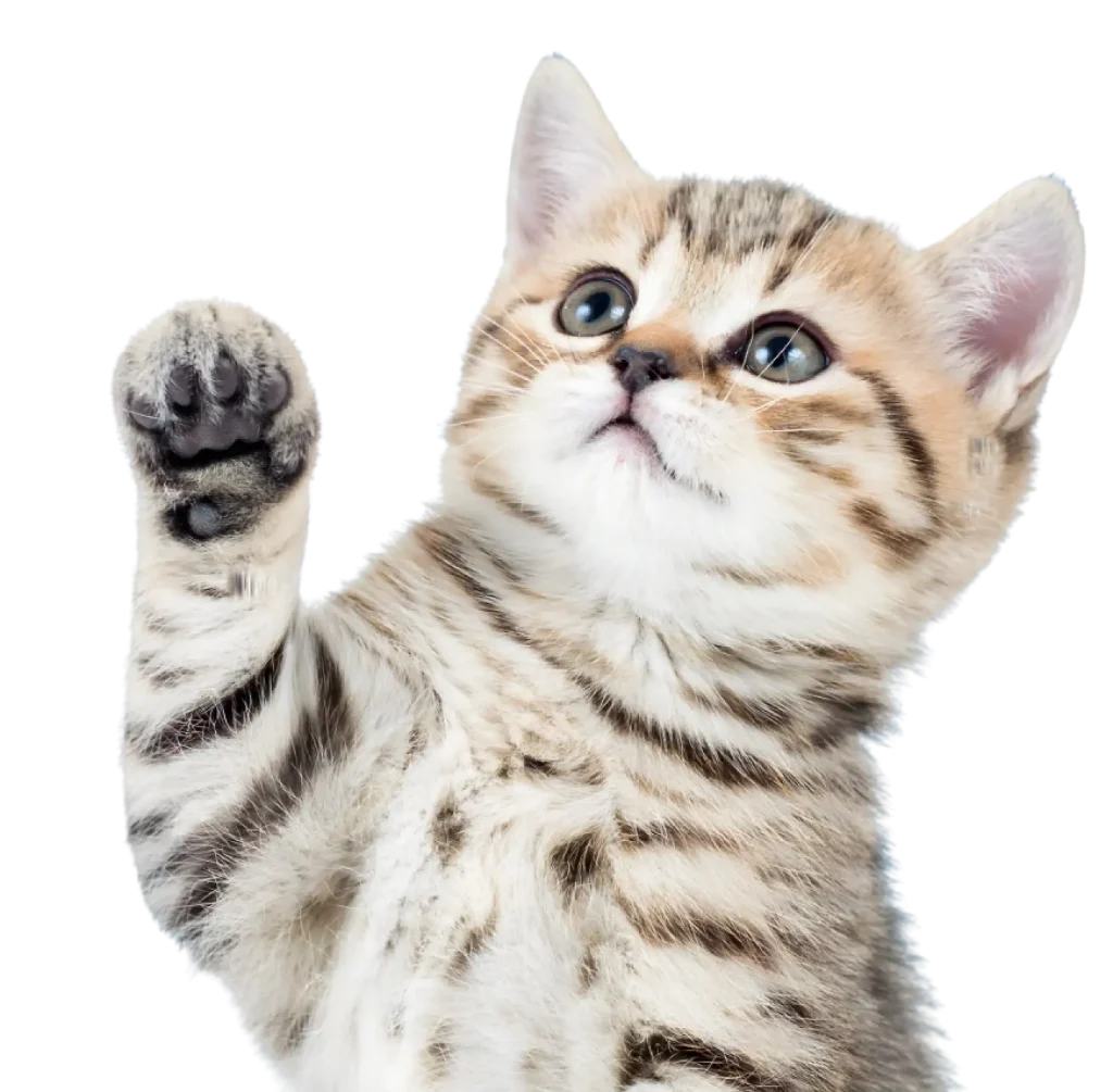 Gatito levantando la pata en una imagen relacionada con comportamiento felino y bienestar animal